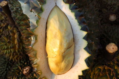 High angle view of fruits growing on land