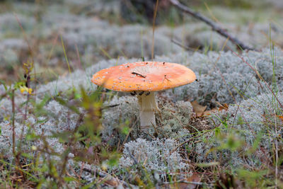 Close-up of mushroom growing on field