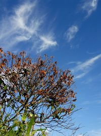 Low angle view of flower tree against blue sky