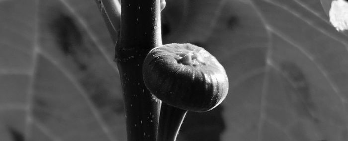 Close-up of plant against blurred background