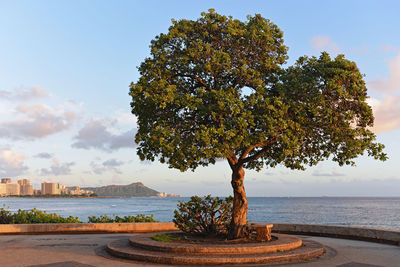 Tree by sea against sky in city