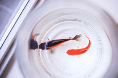 High angle view of fish in glass container