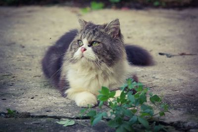 Portrait of cat looking at camera
