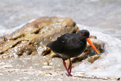 Close-up of bird on beach