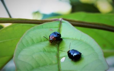 Close-up of insect on leaf