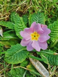 Close-up of pink flower