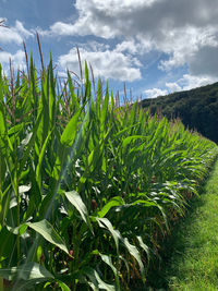 Plants growing on field against sky