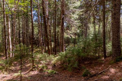 Pine trees in forest