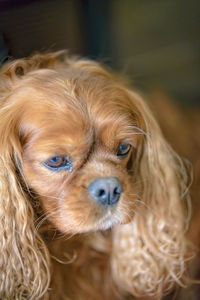 Close-up portrait of a dog