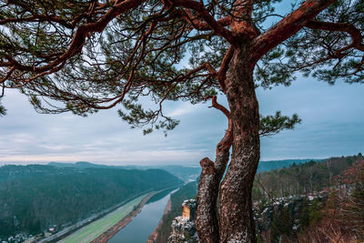 Scenic view of tree by mountain against sky