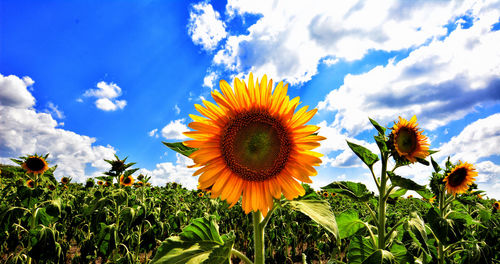 Close-up of sunflower against sky