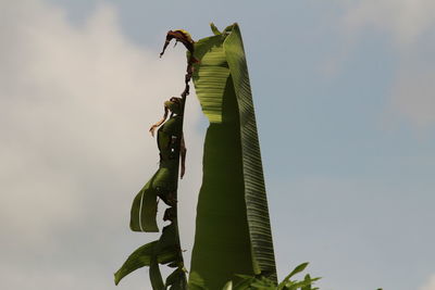Low angle view of leaves on plant against sky