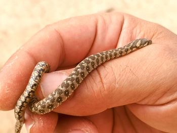 Close-up of hand holding leaf