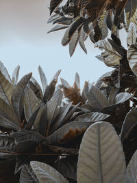 Low angle view of dry leaves against sky