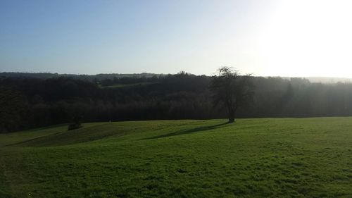 Scenic view of grassy field against sky