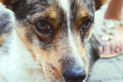 Close-up portrait of dog