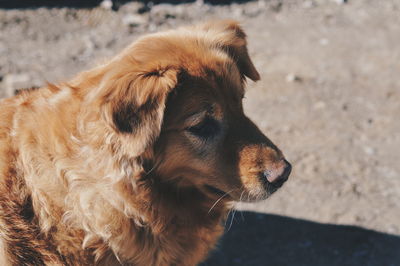 Close-up of dog