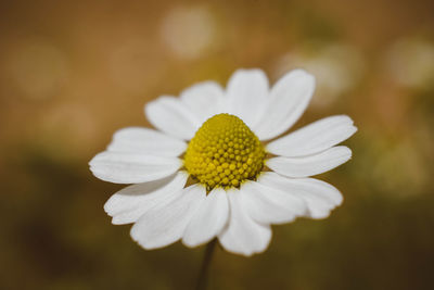 Close-up of white flower