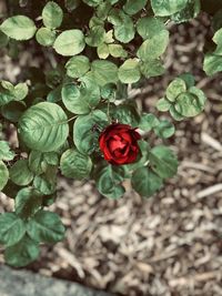 High angle view of red rose on plant