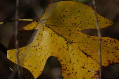 Close-up of yellow autumn leaf