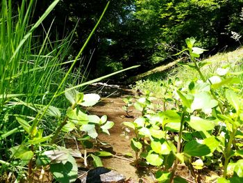 Close-up of flowering plants on land