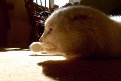 Close-up of cat sleeping