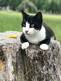 Portrait of cat on tree trunk