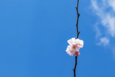 Low angle view of white flowering plant against clear blue sky