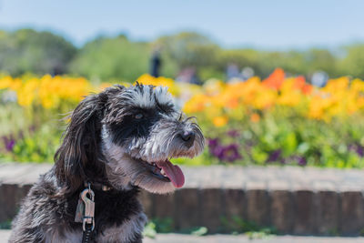 Close-up of dog on flower outdoors