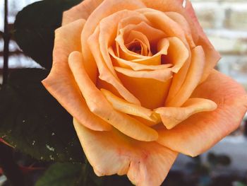 Close-up of rose flower