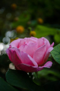 Close-up of pink rose