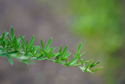 Close-up of fresh green leaves