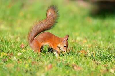 Close-up of a rabbit on field
