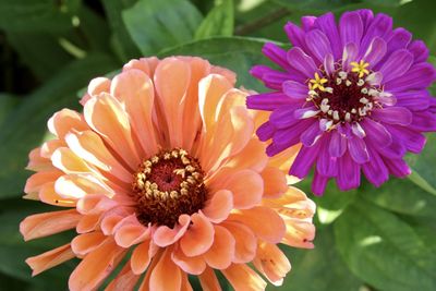 Close-up of pink flower