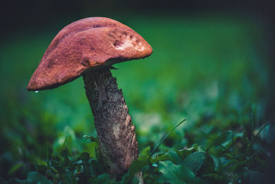 Close-up of mushroom growing on field