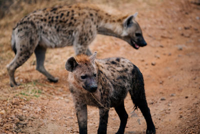 Hyenas on field