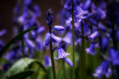 Close-up of purple iris flower