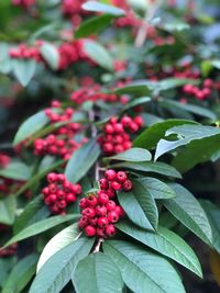 Close-up of red berries growing on tree