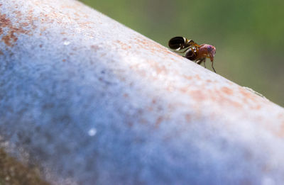 Cropped image of ladybug on leaf