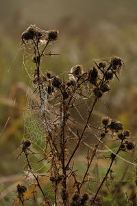 Close-up of lizard on plant