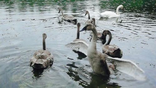 Birds in lake