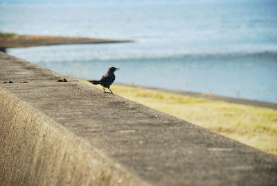 Bird perching on retaining wall