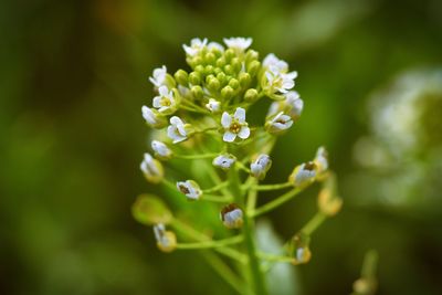 Close-up of white flower