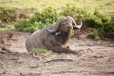 Buffalo resting in the mud at amboseli national park