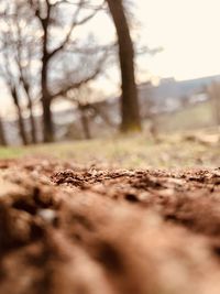 Surface level of tree on field against sky