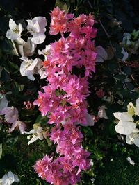 High angle view of pink flowering plants