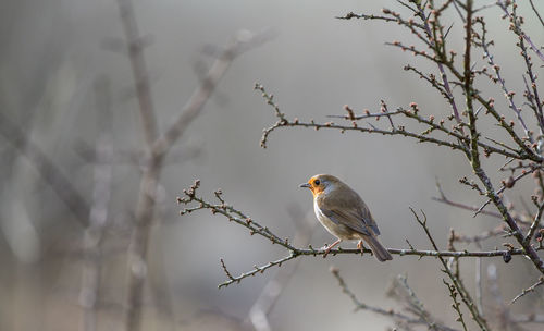 Close-up of bird perching on branch