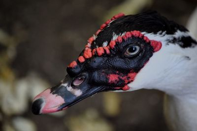 Close-up of bird