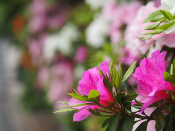 Close-up of pink flowers