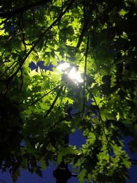 Sun shining through trees